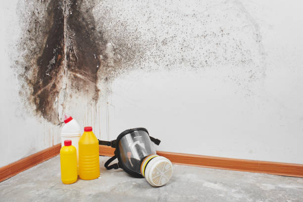 Best Affordable Mold Removal  in Wilmington, OH