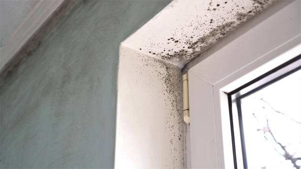 Best Mold Removal Near Me  in Wilmington, OH