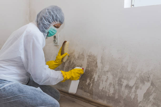 Best Professional Mold Removal  in Wilmington, OH