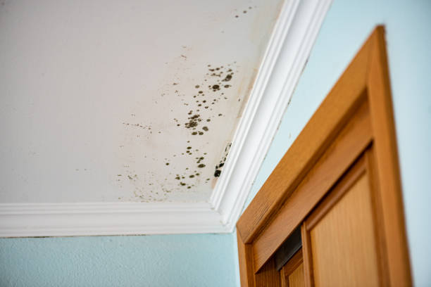 Best Toxic Mold Removal  in Wilmington, OH