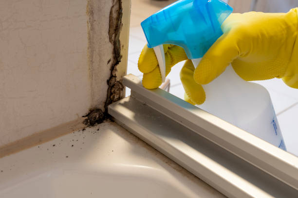 Best Black Mold Removal  in Wilmington, OH