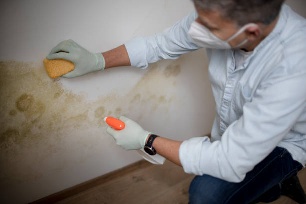 Best Affordable Mold Removal  in Wilmington, OH