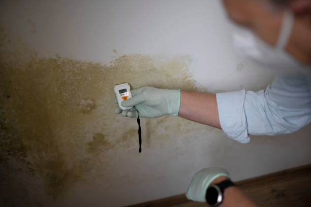 Best Home Mold Removal  in Wilmington, OH