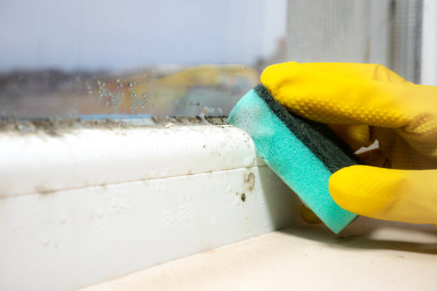 Best Home Mold Removal  in Wilmington, OH