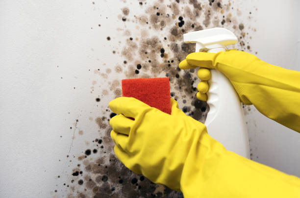 Best Affordable Mold Removal  in Wilmington, OH