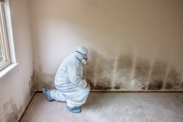 Best Certified Mold Removal  in Wilmington, OH