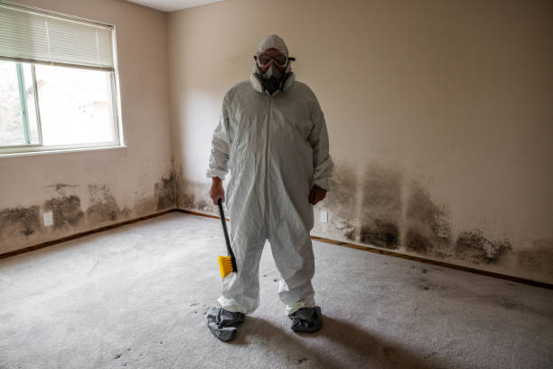 Best Toxic Mold Removal  in Wilmington, OH