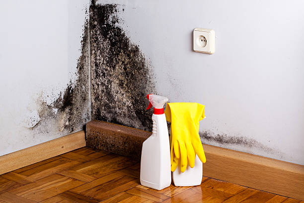 Best Commercial Mold Removal  in Wilmington, OH