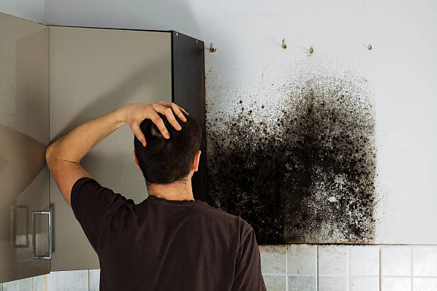 Best Mold Removal Company Near Me  in Wilmington, OH