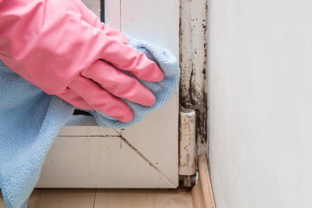 Best Mold Cleaning Services  in Wilmington, OH