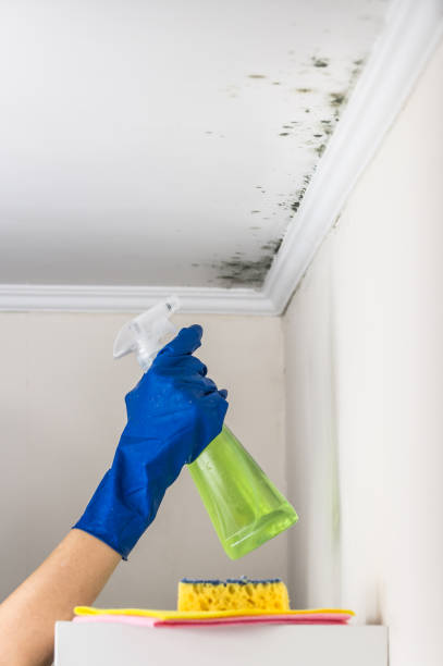 Best Black Mold Removal  in Wilmington, OH