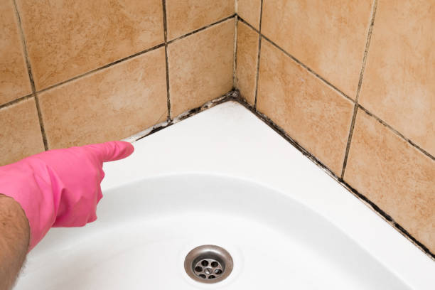 Best Same-Day Mold Removal  in Wilmington, OH